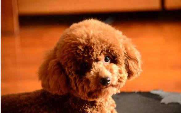 泰迪狗狗能不能吃石榴
