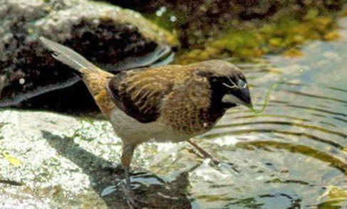家里養文鳥好嗎?