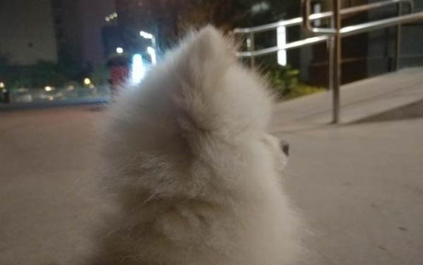 叫狗狗名字的小訣竅