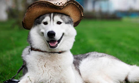狗狗犬瘟初期吧唧嘴嗎