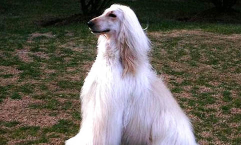 阿富汗獵犬一只多少錢