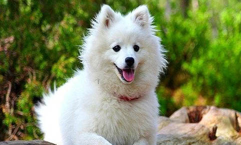 芬蘭狐貍犬起源和介紹