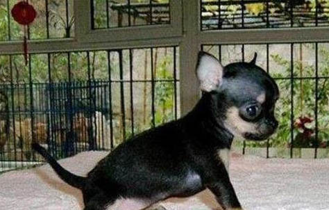 吉娃娃幼犬冬天流鼻涕怎么辦