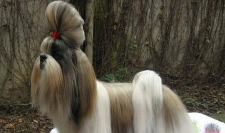 西施犬不愛吃東西,可能的原因及處理方法