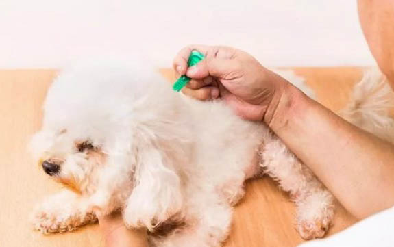 狗下狗前的征兆是啥