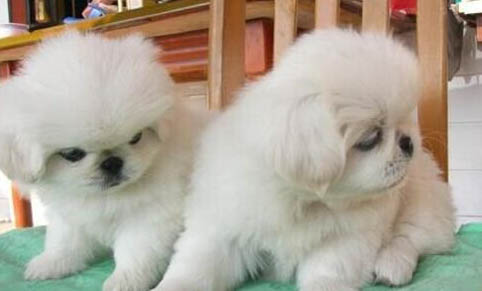 京巴犬飼養(yǎng)的注意事項(xiàng)