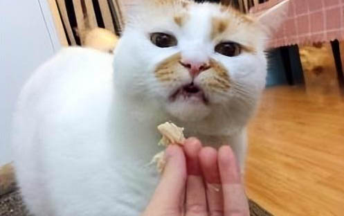 貓咪突然到處亂尿拉屎的原因及處理方法