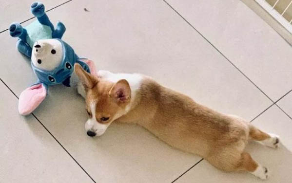 狗狗護食要怎么解決