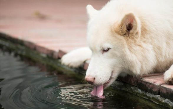 哪里有賣薩摩耶犬