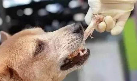 狗狗白細胞低是怎么回事