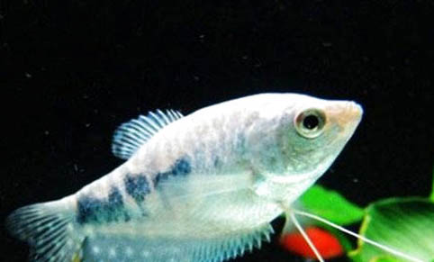 曼龍魚能和什么魚混養