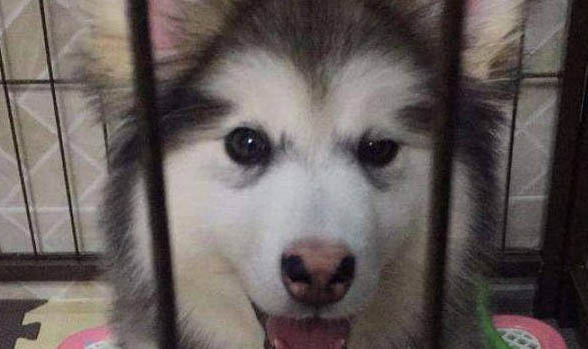 阿拉斯加雪橇犬幼犬訓練