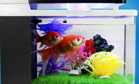 小型魚缸應該如何養水