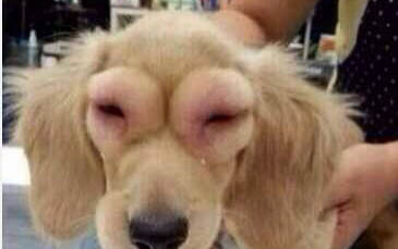 犬瘟多久死亡