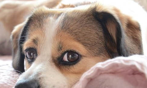 狗狗犬瘟后期抽搐還有救嗎
