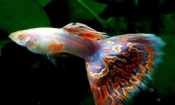 孔雀魚爛尾病的原因及處理方法