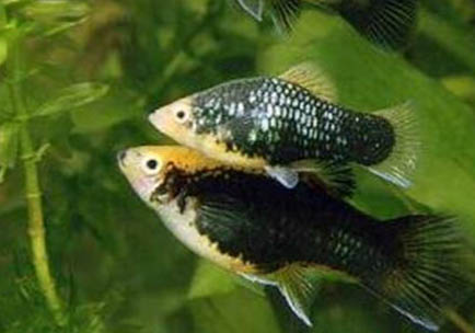 月光魚和瑪麗魚是一種魚嗎