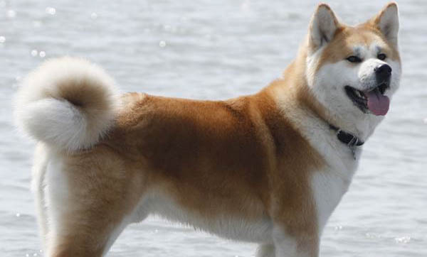 秋田犬和柴犬哪個好養