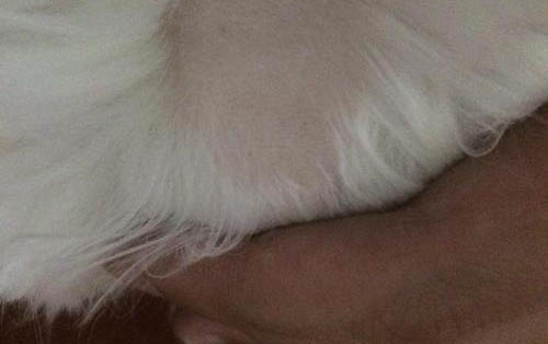 貓貓傳腹是什么癥狀