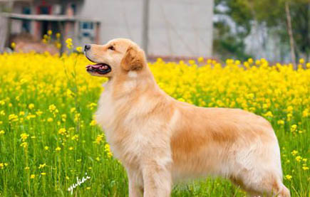 狗懷孕的幾率大嗎