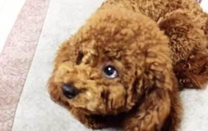 狗狗妊娠期表現有哪些