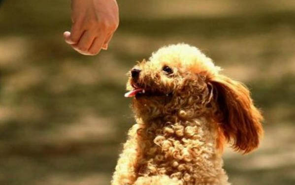 泰迪狗名字公的