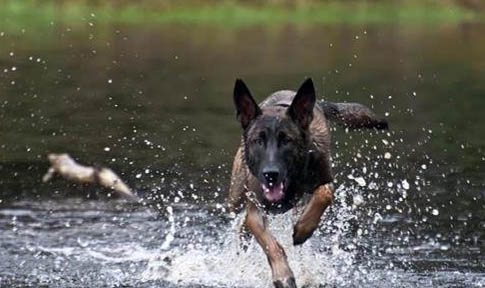 羅威納犬和馬犬哪個更適合家養(yǎng)