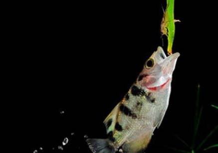 養六角龍魚注意事項