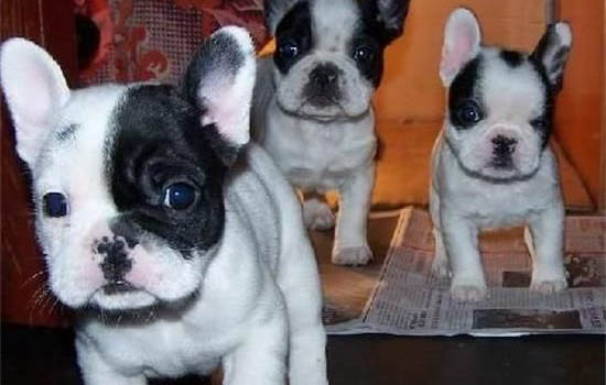 為什么喜歡斗牛犬