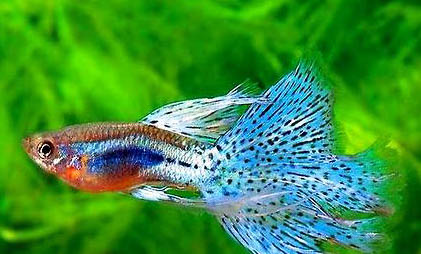 鳳尾魚(yú)下崽的征兆有哪些