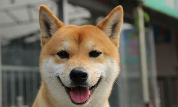 柴犬和秋田犬哪個(gè)好養(yǎng)