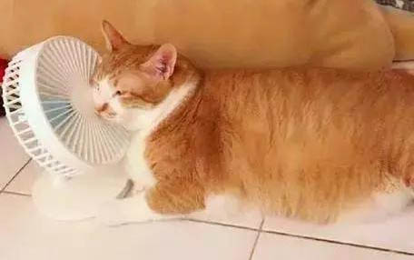 貓咪可以吃草莓嗎