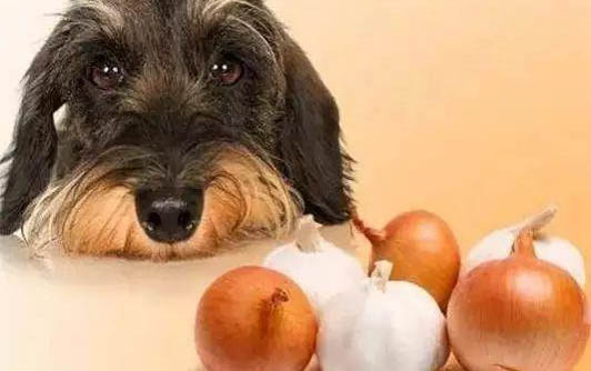 如何判斷狗狗是不是得了犬瘟病毒