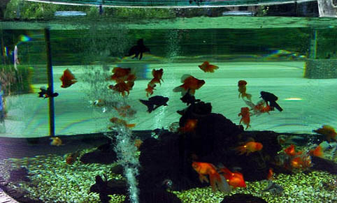 魚缸水太渾了怎么辦