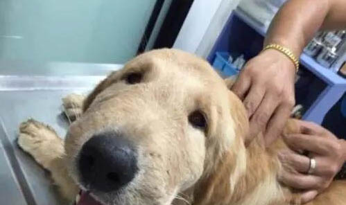 狗狗的冠狀病毒怎么治療