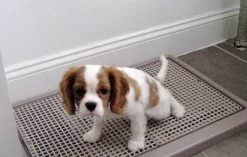 狗狗得犬瘟后一般多久死亡啊?