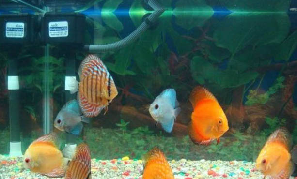 七彩神仙魚繁殖周期