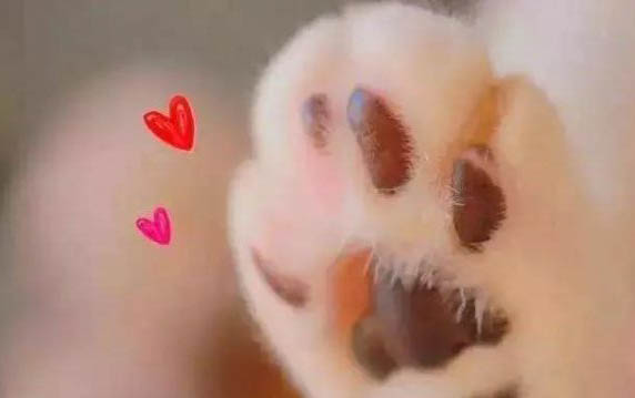 狗狗接生需要準備什么