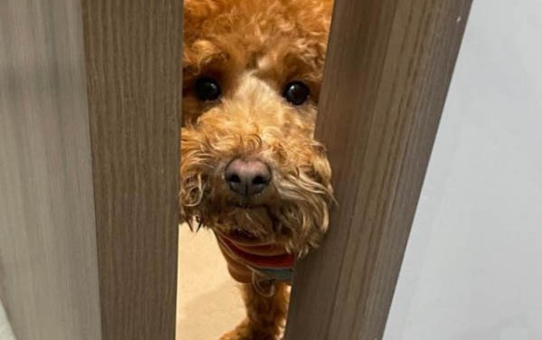 狗狗得細小一直吐怎么辦