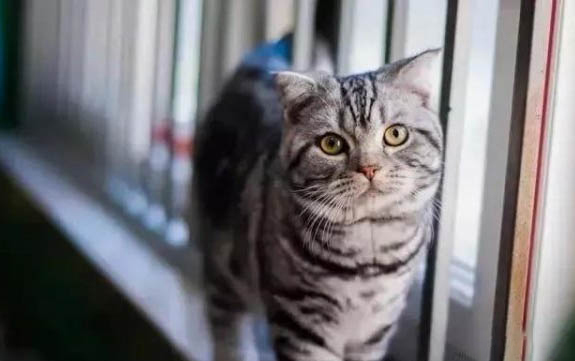 飼養寵物貓需要具備哪些知識