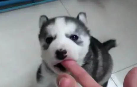 小奶狗拉稀吃什么藥