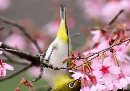 怎么挑選繡眼鳥