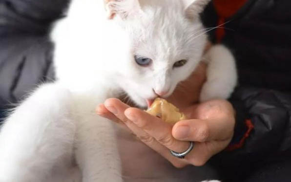 怎么看狗狗是否懷孕