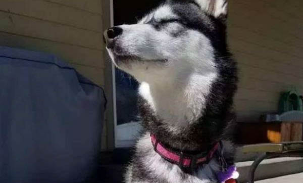 狗能不能喝牛奶為什么?