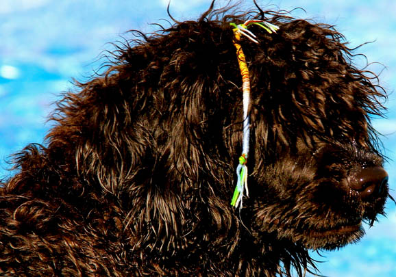 葡萄牙水犬為什么不愛吃東西？如何處理？