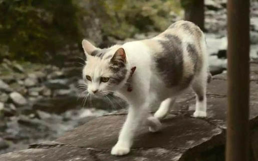 小貓喝水多正常嗎