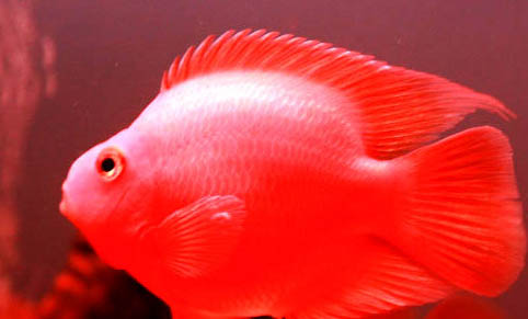 紅鸚鵡魚和什么魚一起混養