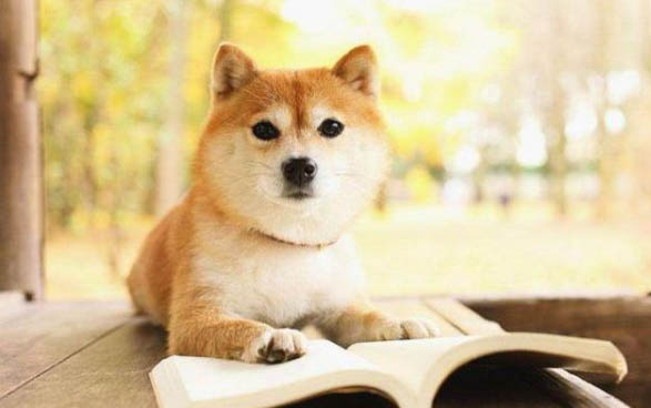 狗狗拉稀嘔吐沒精神怎么辦