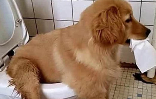 金毛幼犬疫苗怎么打