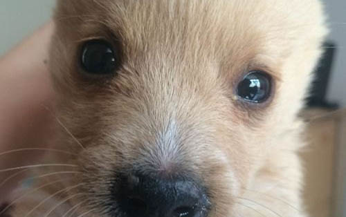 狗狗身上有狗豆子吃什么藥好啊